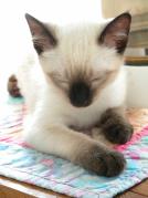 kittens - 071407 6